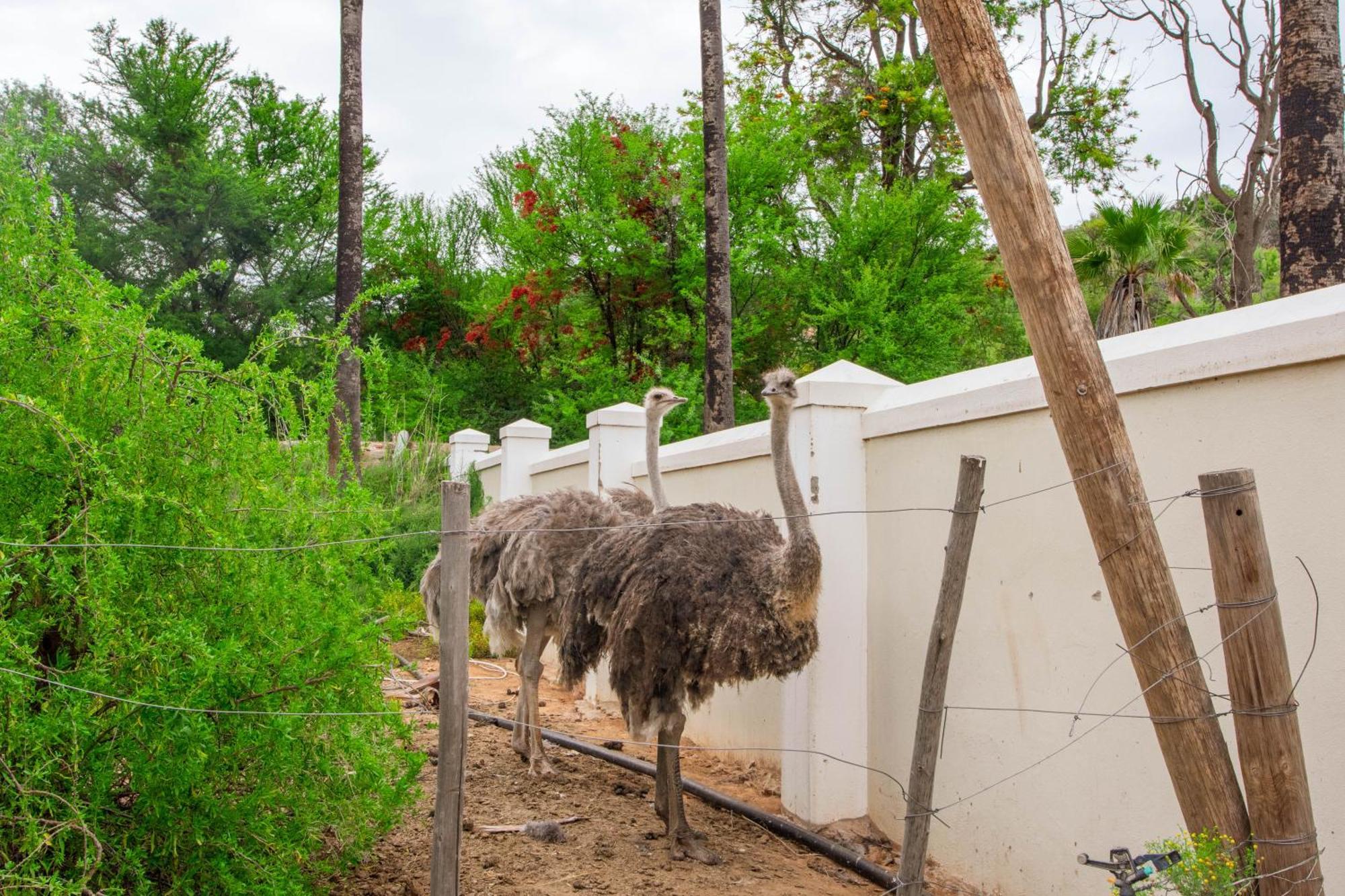 Bakenskraal Ostrich Palace Oudtshoorn Kültér fotó